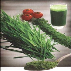 Organic Barley Grass Juice Powder