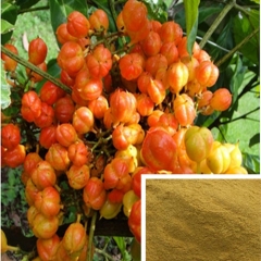 Guarana Seed Extract 10% 20% Caffeine 60-18-4
