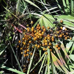 Saw palmetto Extract 45% Fatty acid and naphtha