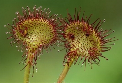 10:1,20:1,30:1Drosera Rotundifolia Extract