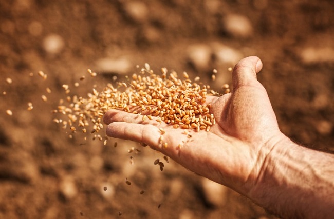 Comparison of Purified Feed and Cereal Feed for Lab Animals