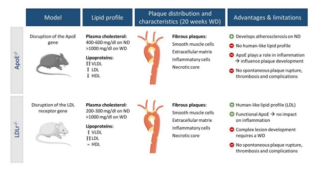 Comparison of Diet-induced Atherosclerosis in APOE and LDLR Mice