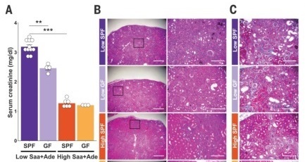 Saa + Ade Diet-induced Chronic Kidney Disease in Mice