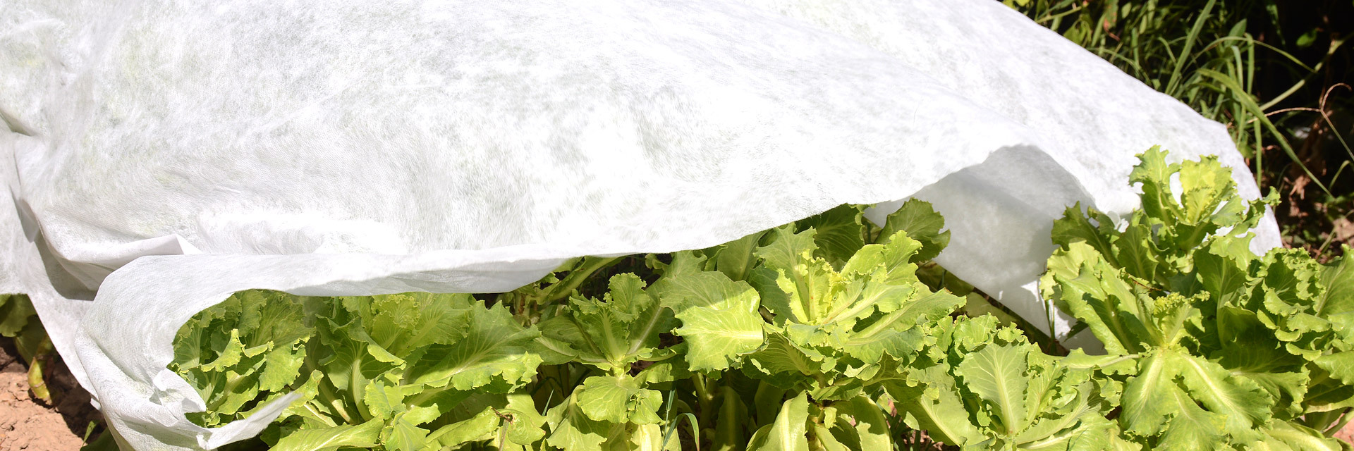 Plant Cover