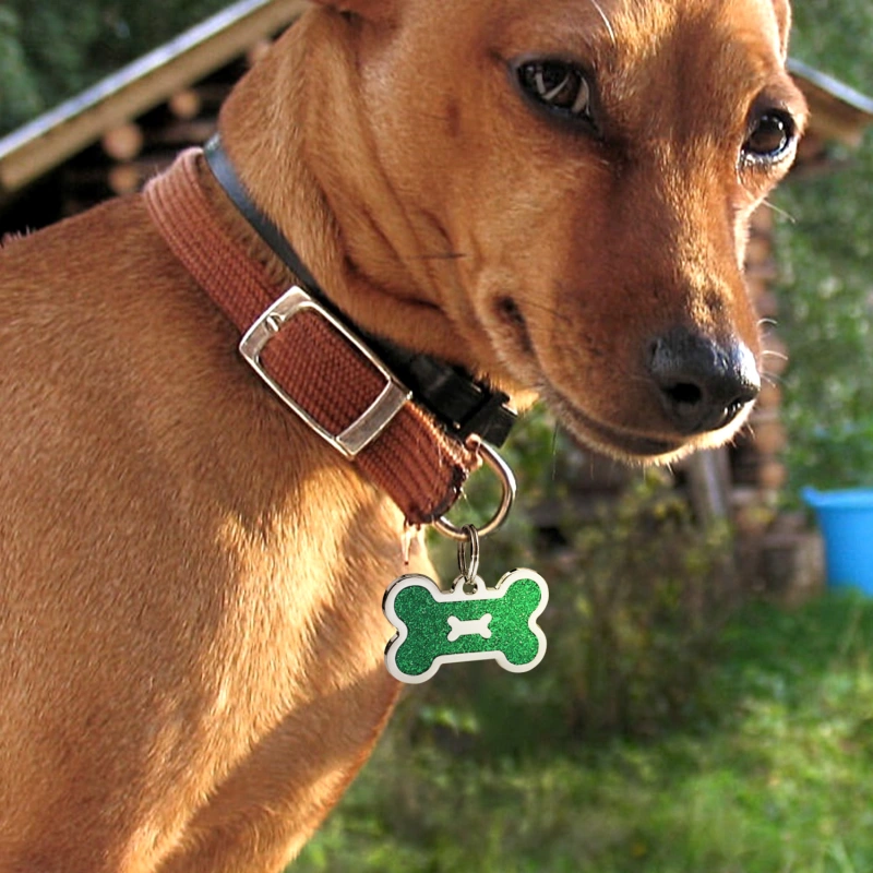 Personalized Dog Tag for Pets - Engraved Dog Name Tag - Slide On Cat ID Tags