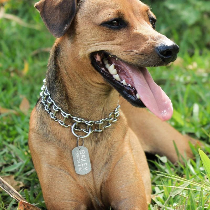 Personalized Dog Tag for Pets - Engraved Dog Name Tag - Slide On Cat ID Tags