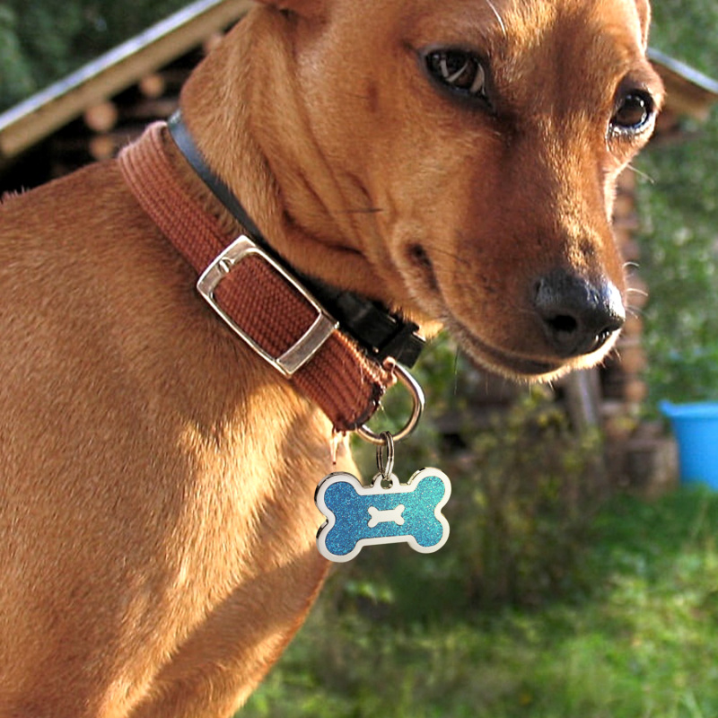 Personalized Dog Tag for Pets - Engraved Dog Name Tag - Slide On Cat ID Tags