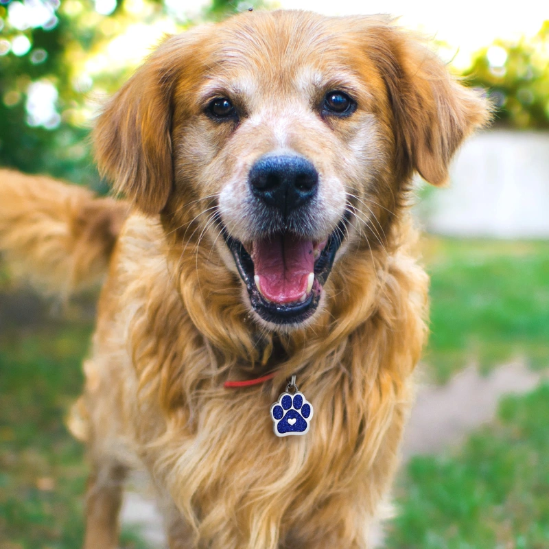 Customizable Pet ID Tag with Adorable Paw Print Charm for Stylish Bracelets and Necklaces - Keep Your Furry Friend Safe and Fashionable!