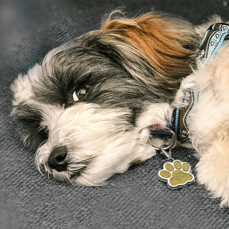 Custom Engraved Dog & Cat ID Tags - Personalize with Your Pet's Name!
