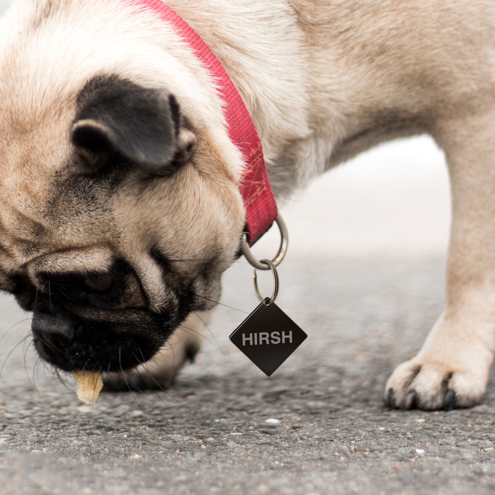 Custom Engraved Dog & Cat ID Tags - Personalize with Your Pet's Name!