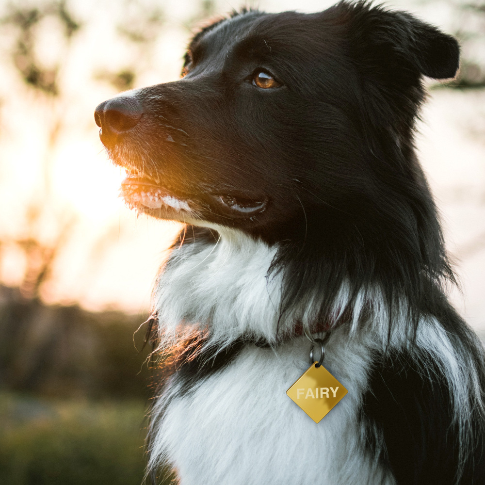 Custom Engraved Dog & Cat ID Tags - Personalize with Your Pet's Name!