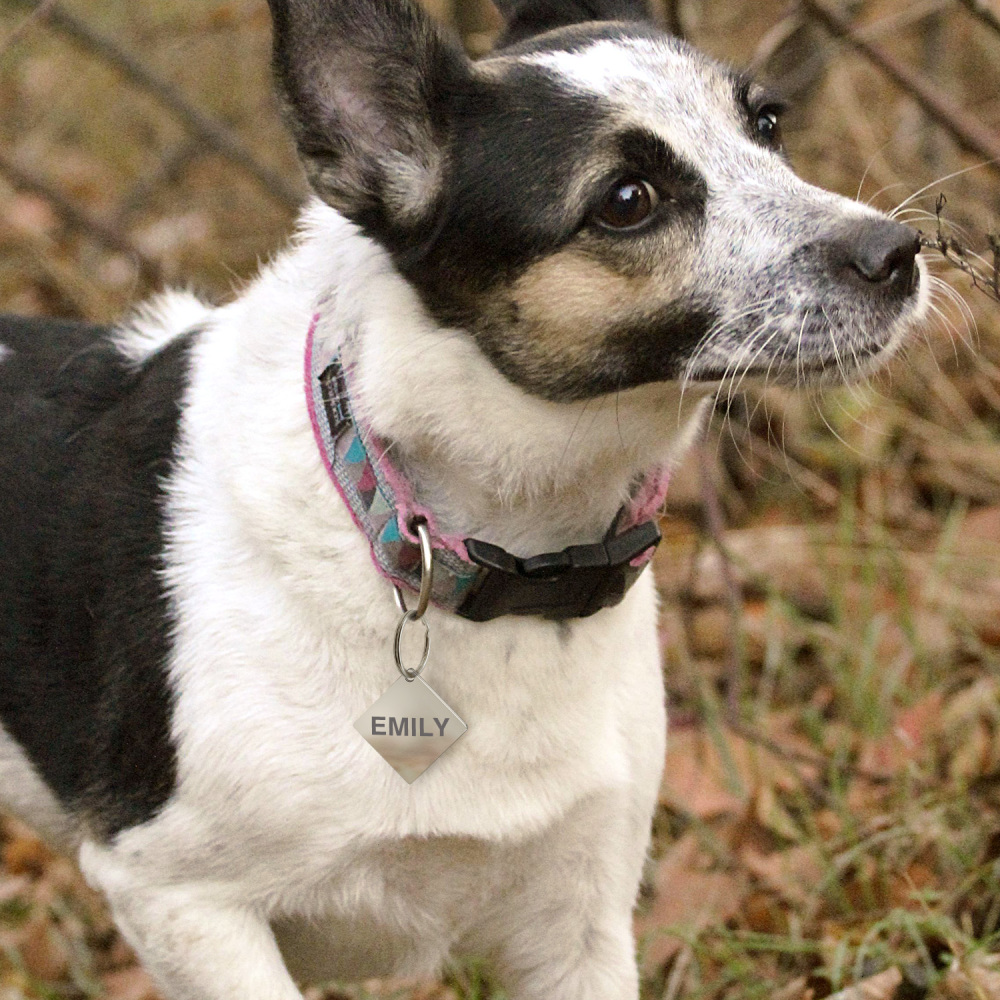 Custom Engraved Dog & Cat ID Tags - Personalize with Your Pet's Name!