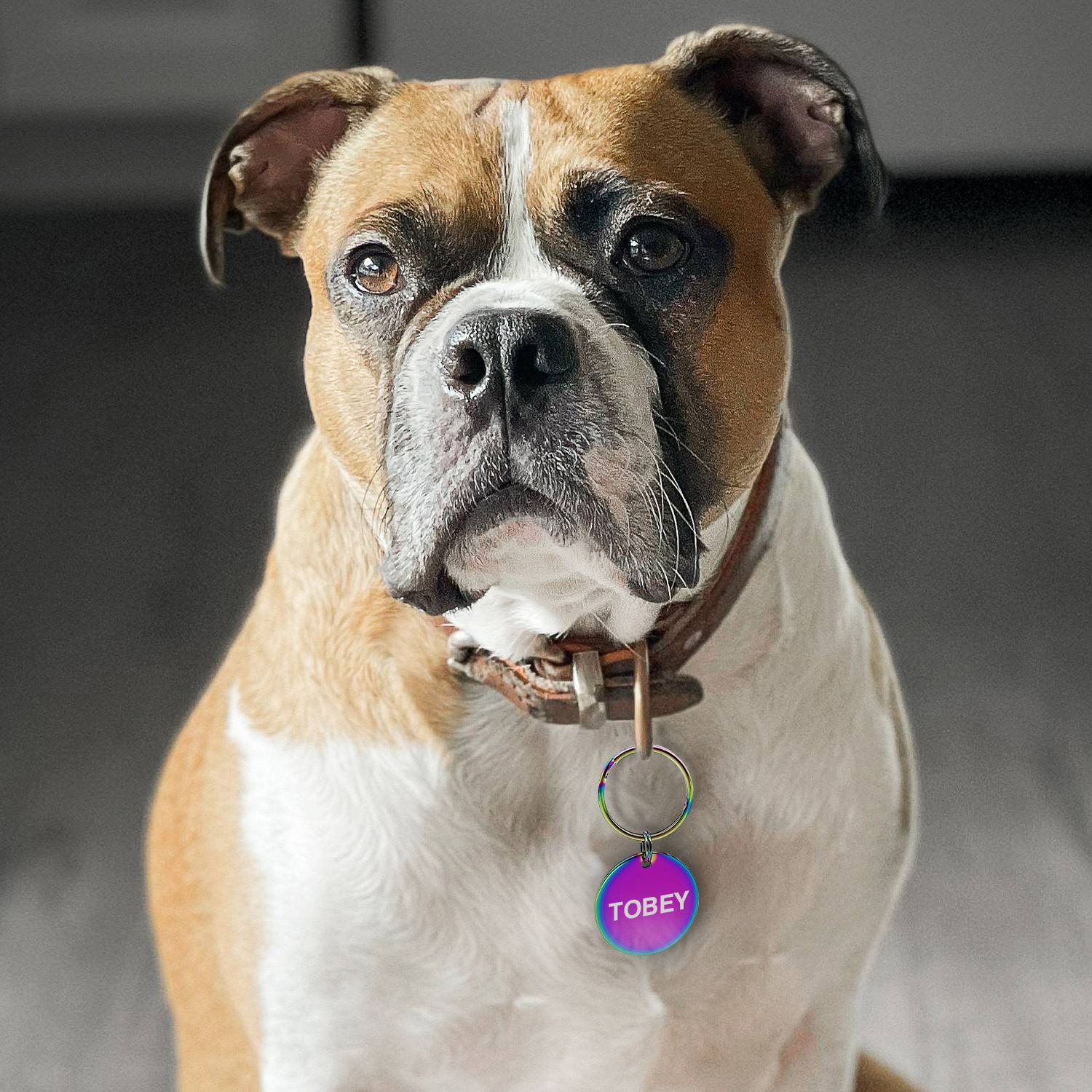 Custom Engraved Dog & Cat ID Tags - Personalize with Your Pet's Name!