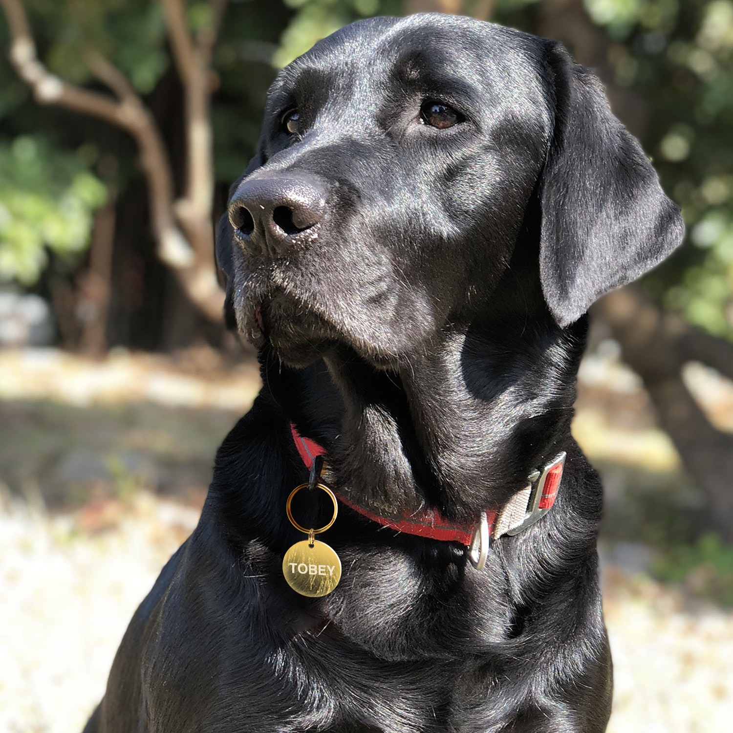 Custom Engraved Dog & Cat ID Tags - Personalize with Your Pet's Name!