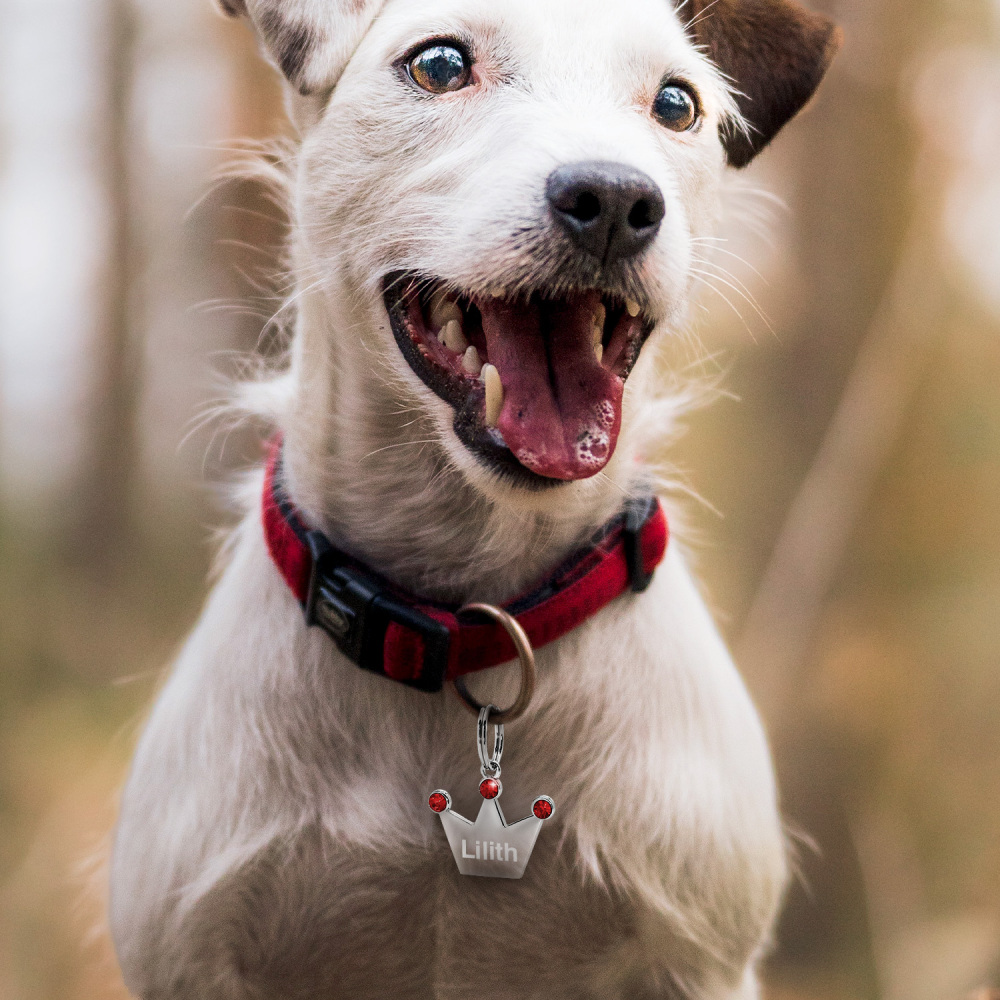 Custom Engraved Dog & Cat ID Tags - Personalize with Your Pet's Name!