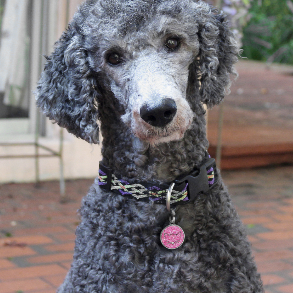 Custom Engraved Dog & Cat ID Tags - Personalize with Your Pet's Name!