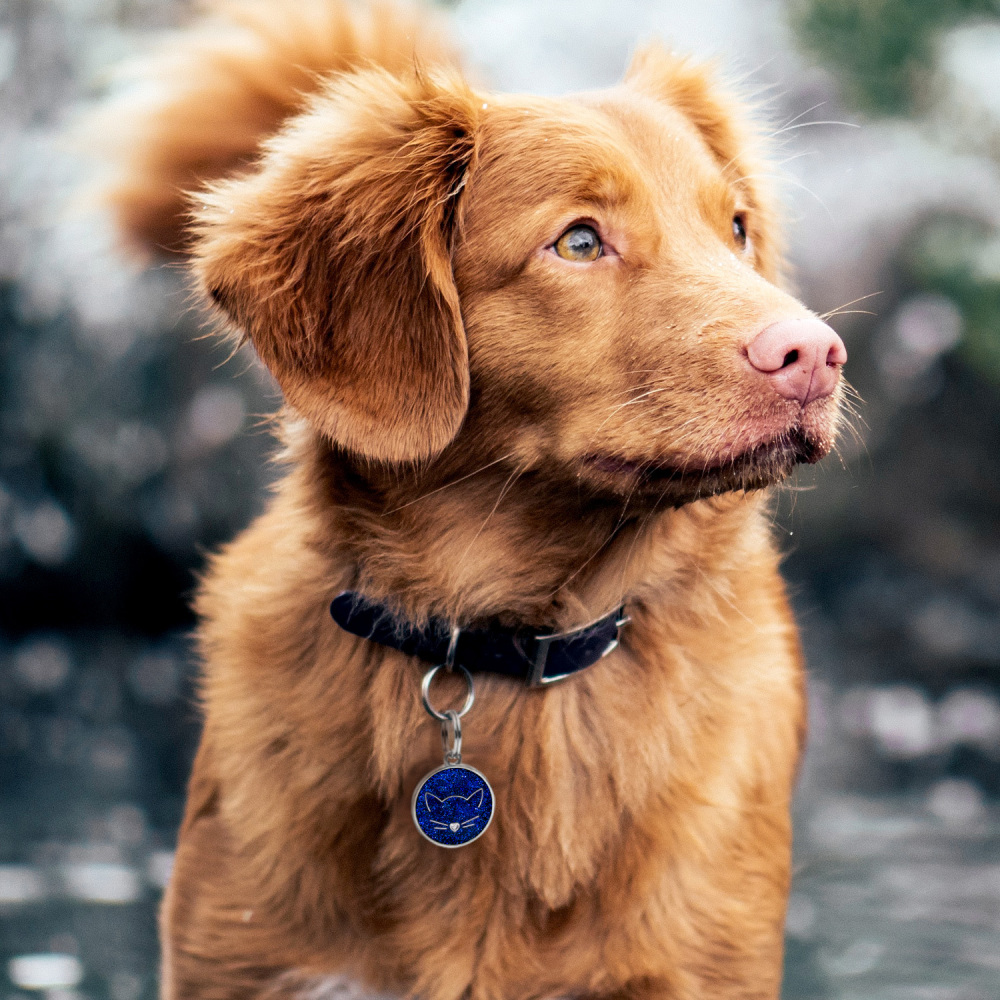 Custom Engraved Dog & Cat ID Tags - Personalize with Your Pet's Name!