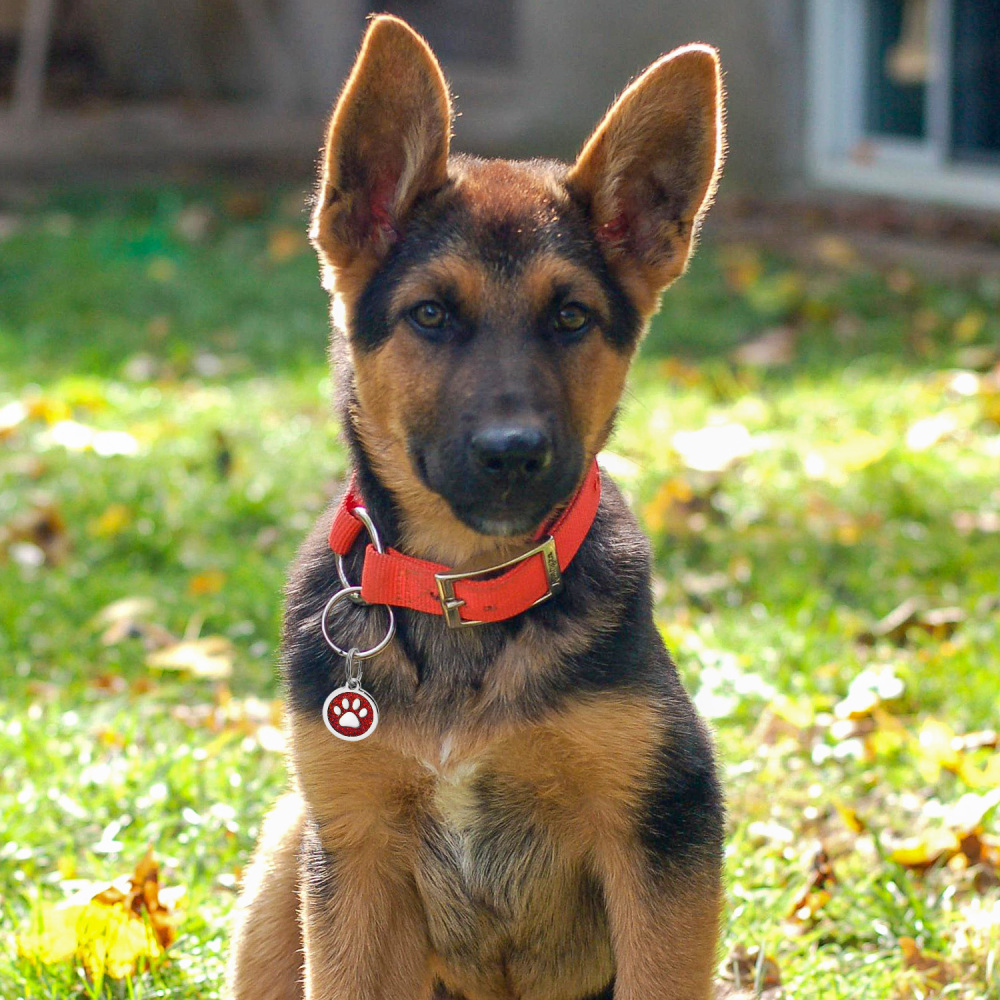 Custom Engraved Dog & Cat ID Tags - Personalize with Your Pet's Name!