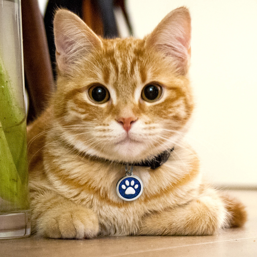 Custom Engraved Dog & Cat ID Tags - Personalize with Your Pet's Name!