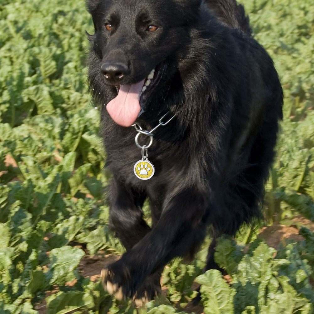 Custom Engraved Dog & Cat ID Tags - Personalize with Your Pet's Name!