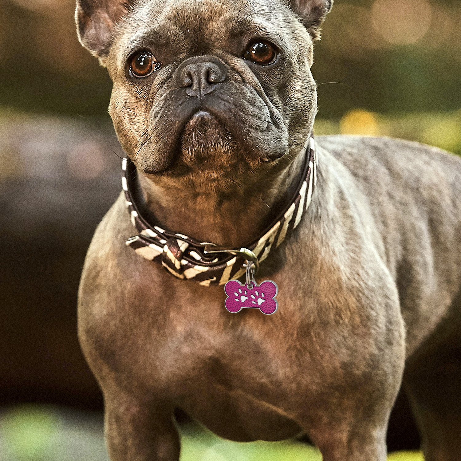 Custom Engraved Dog & Cat ID Tags - Personalize with Your Pet's Name!