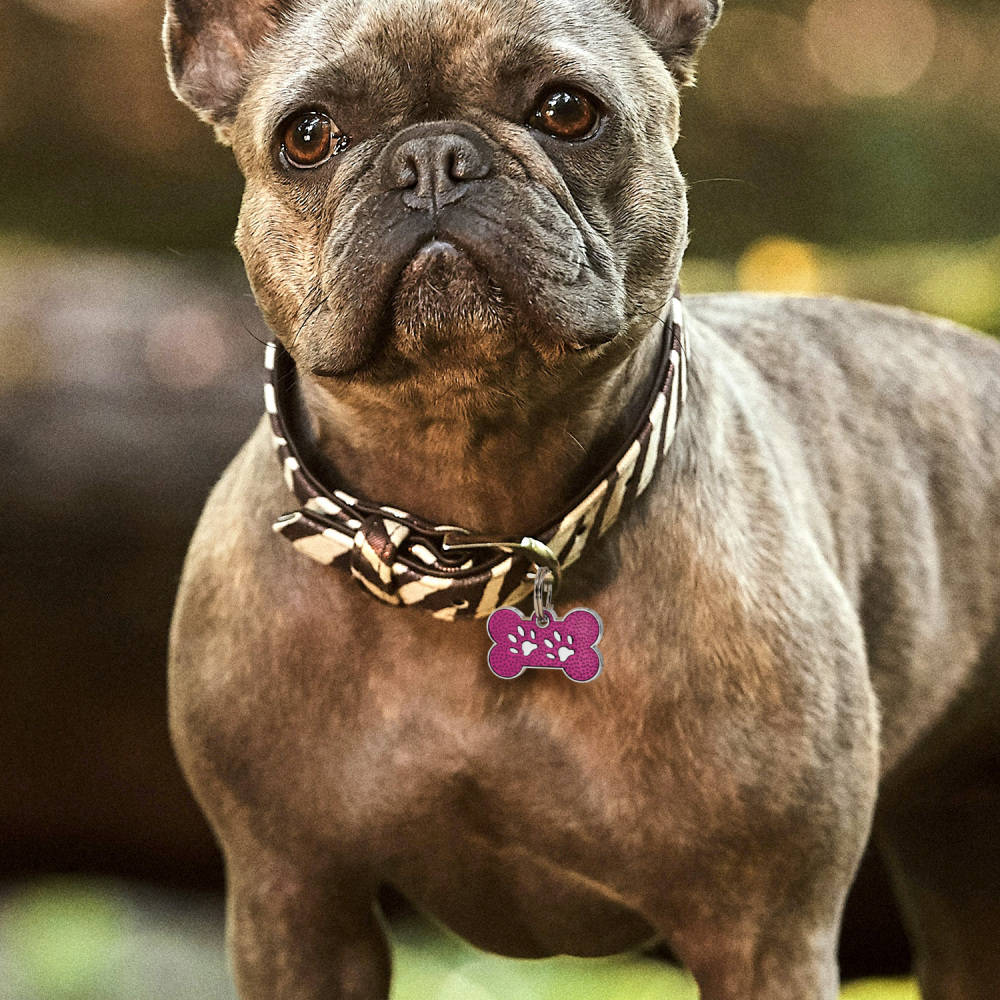 Custom Engraved Dog & Cat ID Tags - Personalize with Your Pet's Name!