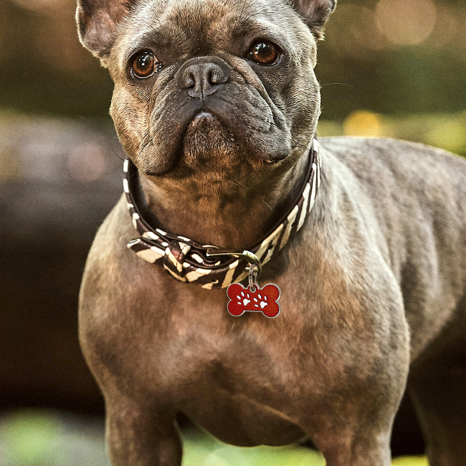 Custom Engraved Dog & Cat ID Tags - Personalize with Your Pet's Name!