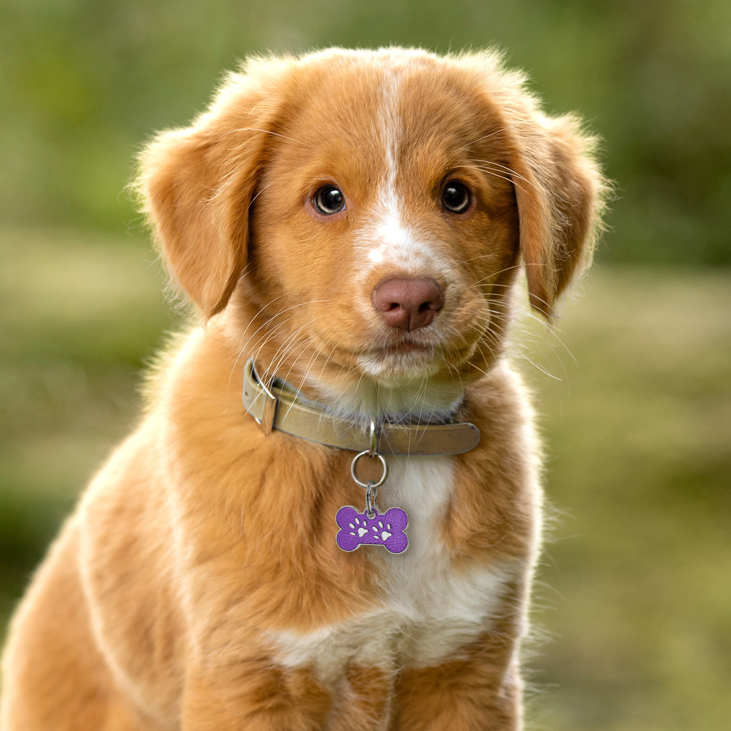 Custom Engraved Dog & Cat ID Tags - Personalize with Your Pet's Name!