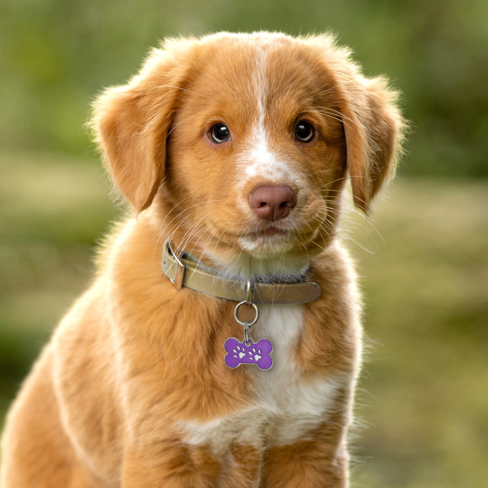 Custom Engraved Dog & Cat ID Tags - Personalize with Your Pet's Name!