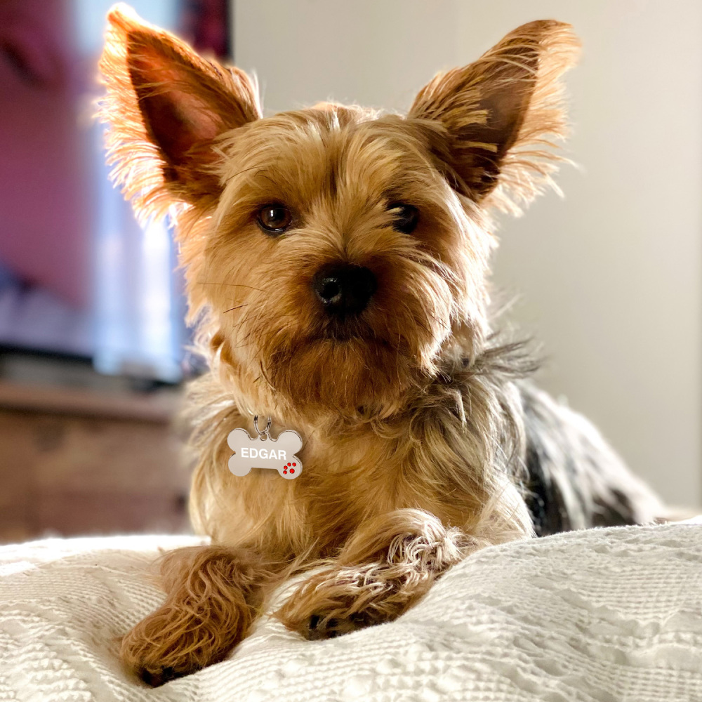 Custom Engraved Dog & Cat ID Tags - Personalize with Your Pet's Name!