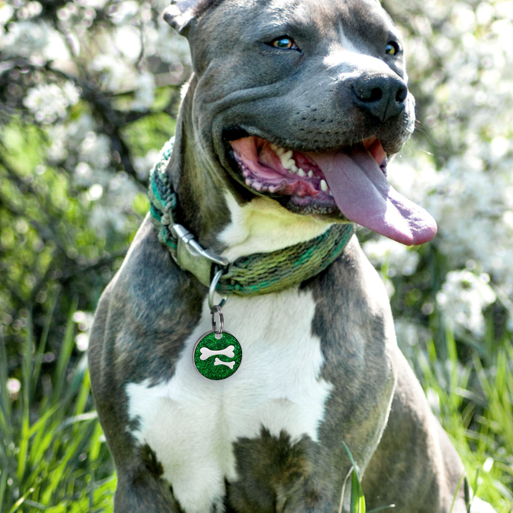 Custom Engraved Dog & Cat ID Tags - Personalize with Your Pet's Name!