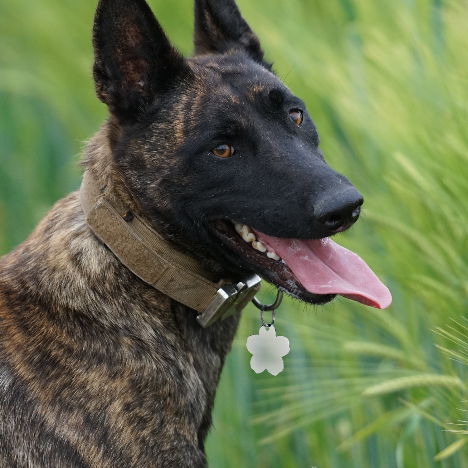 Stainless Steel Pet Tag - Bone