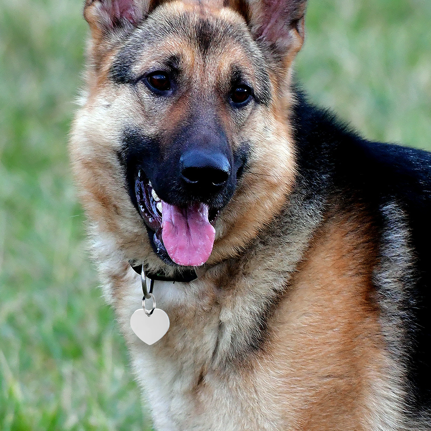 Stainless Steel Pet Tag - Heart