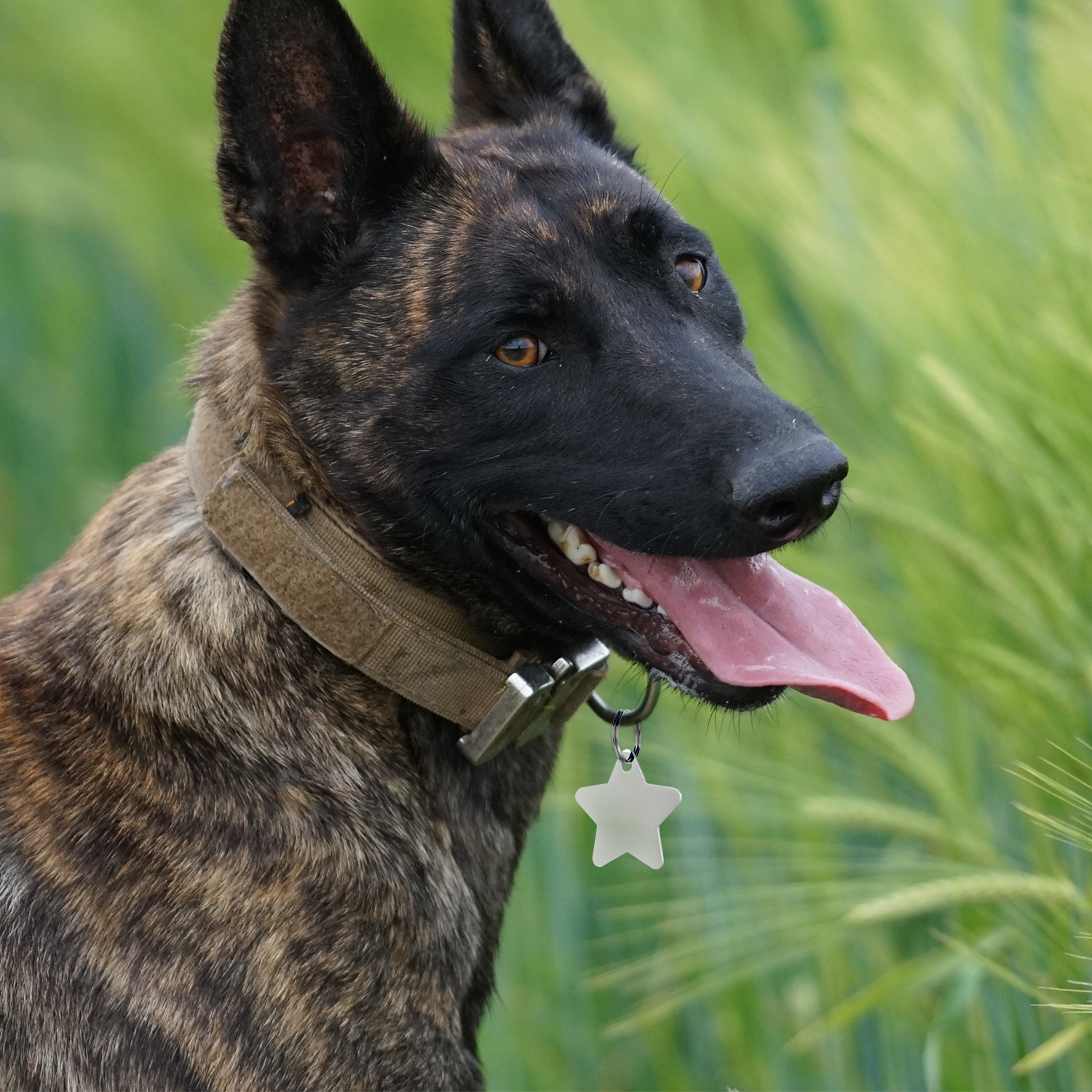 Stainless Steel Pet Tag - Bone