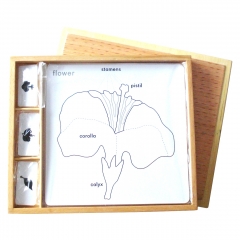蒙特梭利材料植物学益智活动套装幼儿学习玩具益智玩具