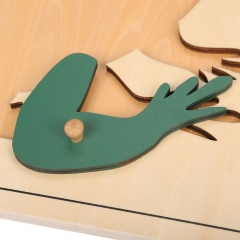 Wholesale Baby Wooden Toy Parts of Frog Puzzle Learning Kindergarten Montessori Materials Biology Jigsaw Puzzle Toy