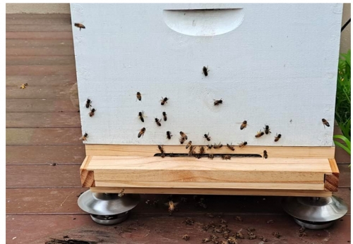 Anti Proof Hive Feet Beehive