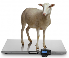 CRS-3115-300kg 300kg/0.1kg Stainless Steel Electronic Scale for Sheep Pet Animal Dog Blue Backlight LCD Display