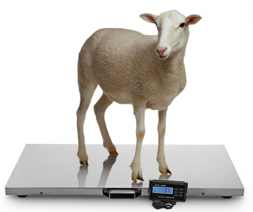 CRS-3115-150kg 150kg/0.05kg Stainless Steel Electronic Scale for Sheep Pet Animal Dog Blue Backlight LCD Display
