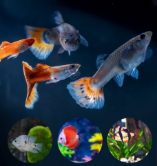 TJY-002 Fish tank thermometer temperature gauge