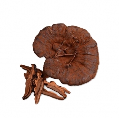 Organic Reishi Mushroom Extract Powder