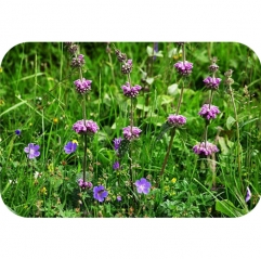 Phlomis Umbrosa Turczaninow Extract