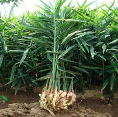 Vente en gros Extrait de Racine de Gingérols Poudre