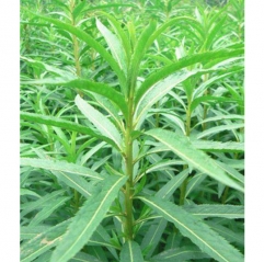 Penthorum Chinense Pursh Extract