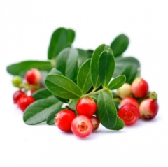 Bearberry Extract Alpha Arbutin Powder