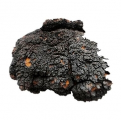 Organic Chaga Extract