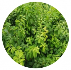 Stevia Extrakt 99% Rebaudiosid EIN Pulver