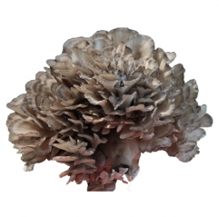 Organic Maitake Mushroom Powder