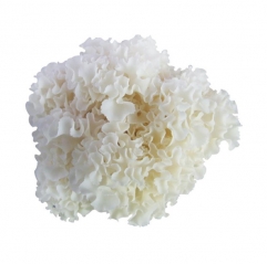 Cauliflower Mushroom Extract Beta Glucan