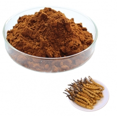 Cordyceps Sinensis Mycelia Extract